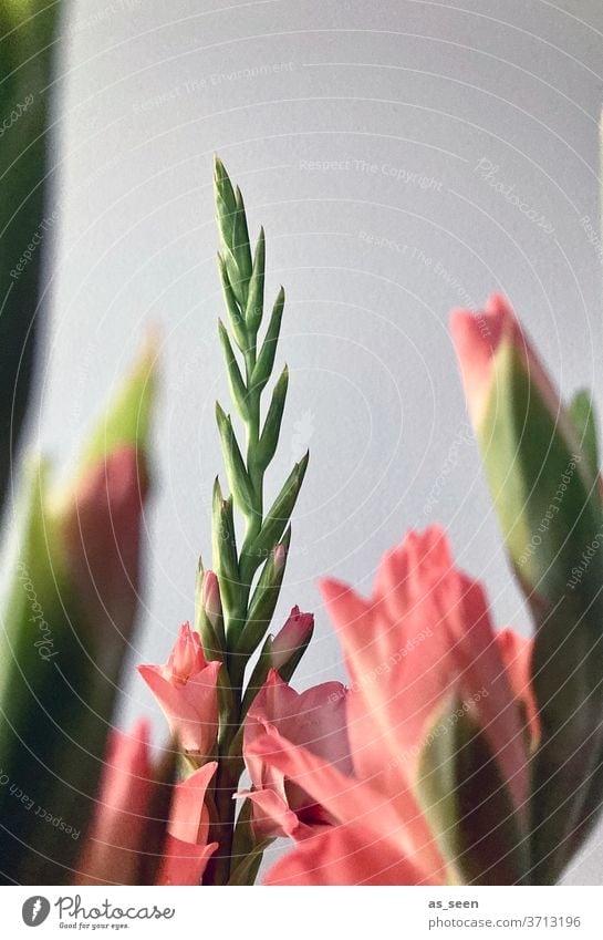 Gladiolen Blumen Pflanze Blüte Natur Farbfoto Blühend Garten Sommer grün Nahaufnahme Detailaufnahme Unschärfe Schwache Tiefenschärfe Makroaufnahme schön