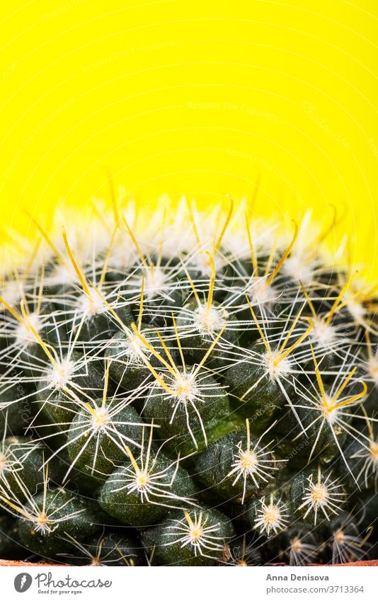 Winziger Kaktus im Topf auf leuchtendem Neon-Hintergrund. Gesättigte Imag neonfarbig Design sehr wenige Mode Minimalismus Sättigung Tonung Aufschwung rosa Kunst
