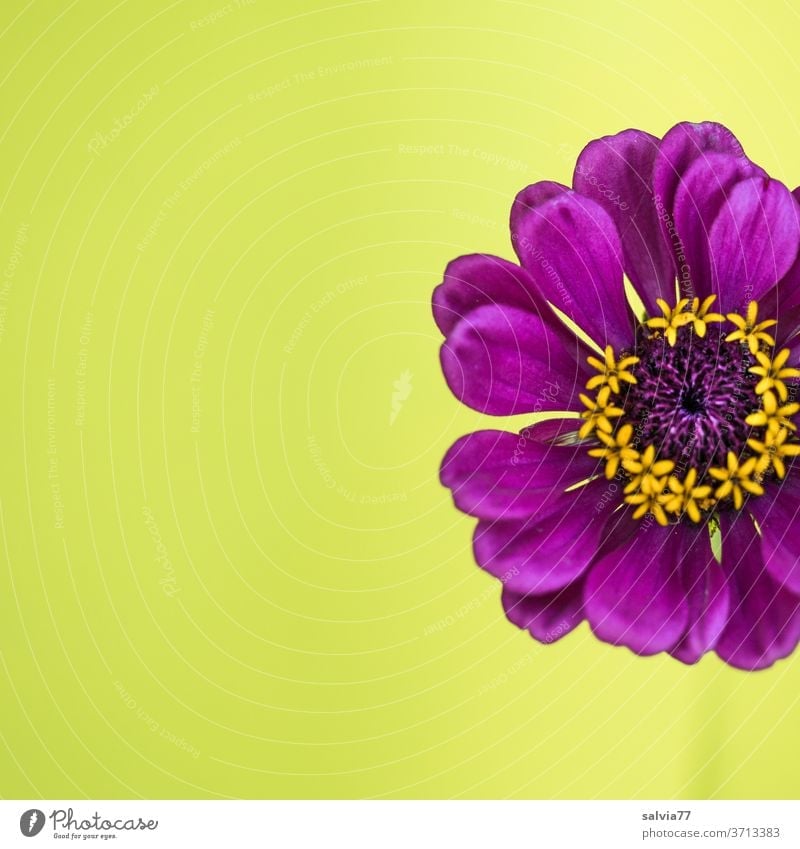 lila Zinnienblüte vor gelbem Hintergrund Blume Blüte Natur Pflanze Nahaufnahme Blühend Farbfoto Hintergrund neutral violett Detailaufnahme schön Menschenleer