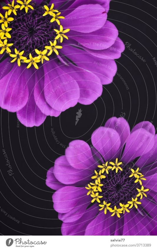 lila Blümchen mit gelben Sternchen Blüten Blume Zinnie Deko Pflanze Natur violett Sommer Blühend Freisteller Menschenleer Farbfoto Detailaufnahme Makroaufnahme