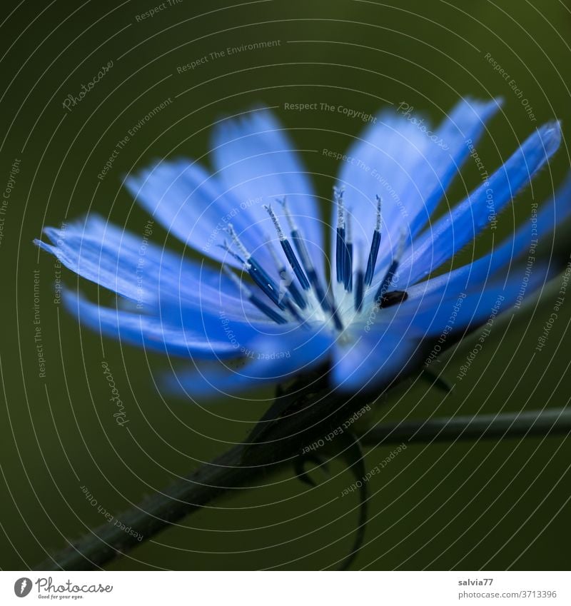 blaue Schönheit Wegwarte Blume Blüte Ziechorie Natur Blühend Sommer Pflanze Duft Garten schön Schwache Tiefenschärfe Farbfoto Makroaufnahme Textfreiraum unten