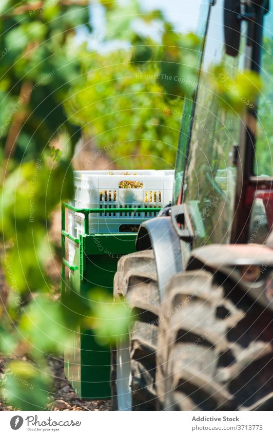Traktor auf dem Bauernhof im Sommer Garten Traube Weinberg Saison Ernte geparkt grün Verkehr Ackerbau schäbig ländlich Natur sonnig tagsüber Pflanze Wachstum
