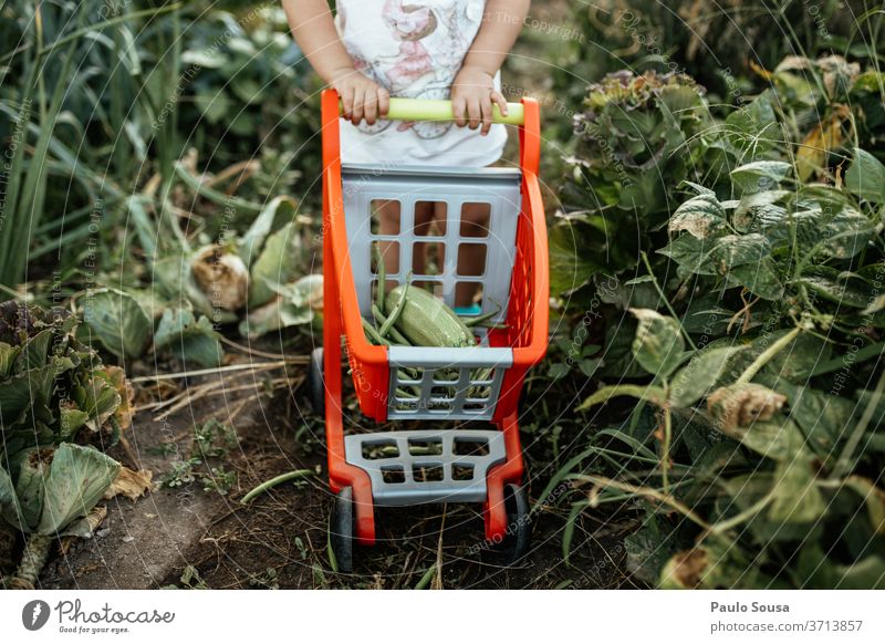 Kind mit Wagen beim Gemüsepflücken im Garten Kindheit Bioprodukte Biologische Landwirtschaft Vegetarische Ernährung Veggie frisch Frische Gesundheit