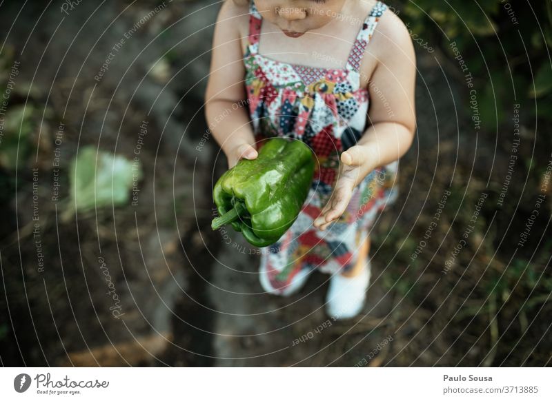 Kind hält grünen Pfeffer Paprika grüner Pfeffer Bioprodukte organisch Biologische Landwirtschaft frisch Frische Gemüse Farbfoto Lebensmittel