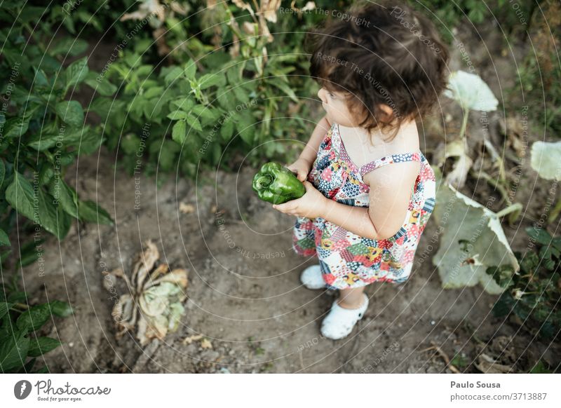 Kind hält grünen Pfeffer Kindheit Gemüse Veggie Paprika grüner Pfeffer Bioprodukte Gesundheit Farbfoto Lebensmittel Ernährung frisch Nahaufnahme lecker