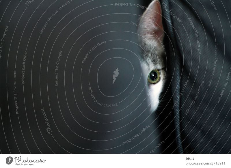auf der Lauer... Katze Katzenauge Katzenkopf Auge lauernd Angriff angriffslustig Tier Haustier Hauskatze Tierporträt Tiergesicht Blick Neugier beobachten Sofa