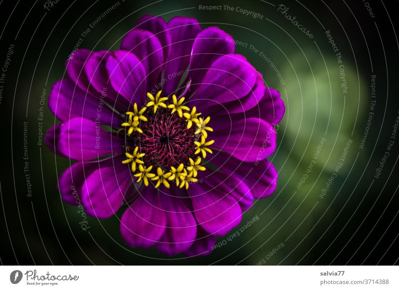 Farbkombination | Zinnienblüte, lila-gelb Natur Blume Blüte Pflanze Garten Sommer Blühend Nahaufnahme Makroaufnahme Farbfoto Duft natürlich violett schön