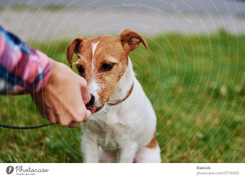 Besitzer füttert seinen Hund draußen. Jack-Russel-Terrier fressen Futter aus der Hand des Besitzers Lebensmittel außerhalb Haustier spielen Porträt Welpe