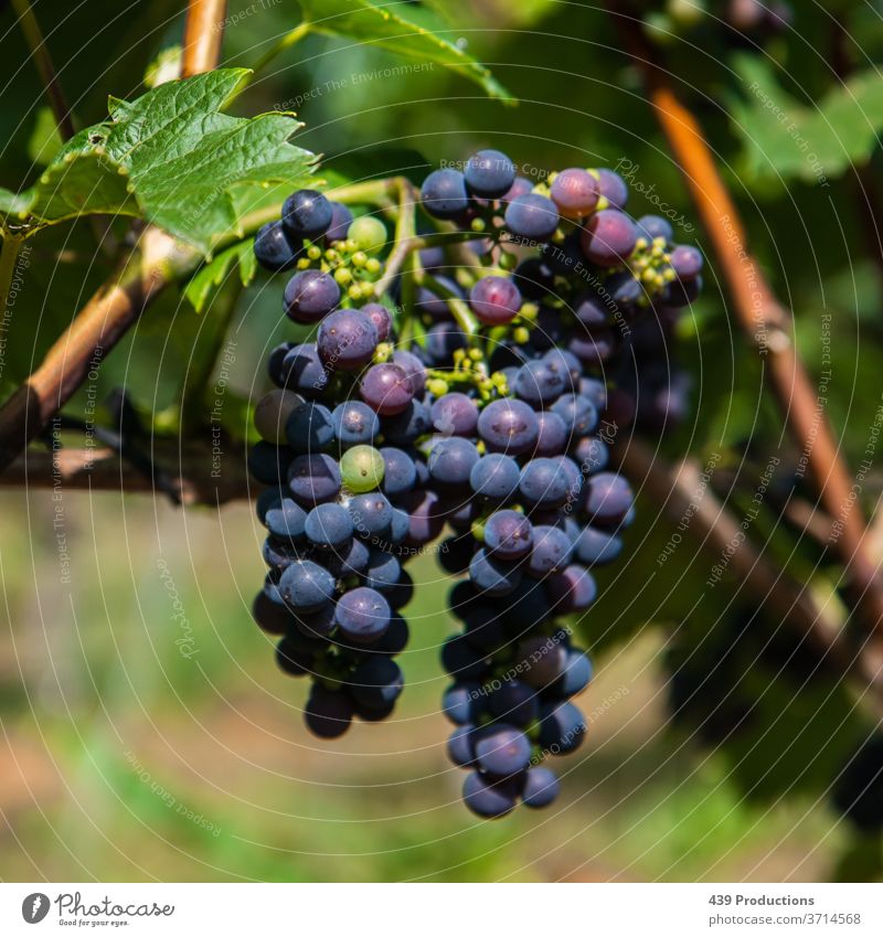 Blaue Trauben eines Weinbergs Weinbau Weingut Winzer blau Traubenstilleben Weinlese Pflanze Weintrauben