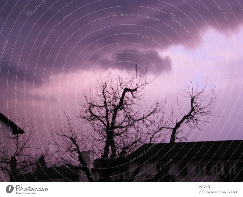violetter himmel Dach Baum schwarz weiß Wolken schlechtes Wetter Sonnenuntergang Ast Himmel rosa