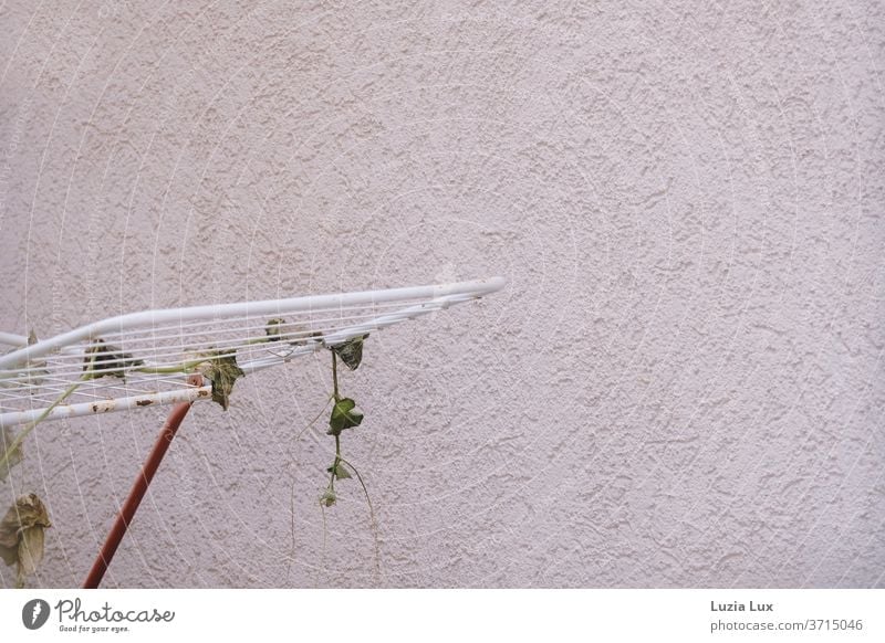 Ein alter Wäscheständer, schon lange nicht mehr benutzt und von Efeu erobert Hauswand Wand Rauputz grün skurril Natur Pflanze Schlingpflanze Ranken rot weiß