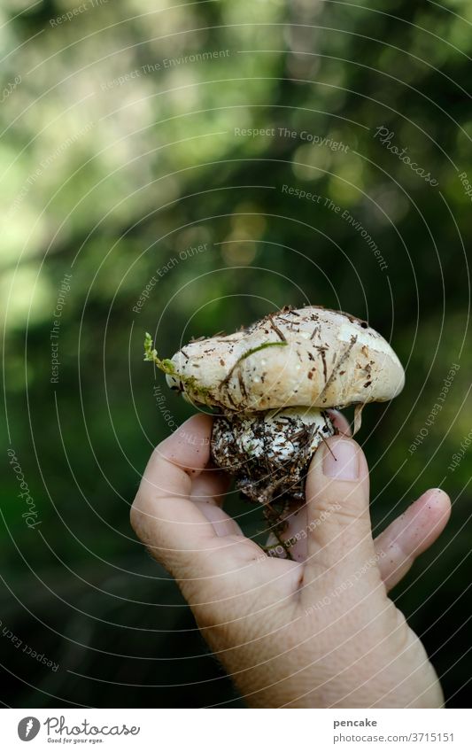kleiner waldschrat Pilz Wald Hand halten zeigen Erde Nahaufnahme präsentieren schmutzig Gnom