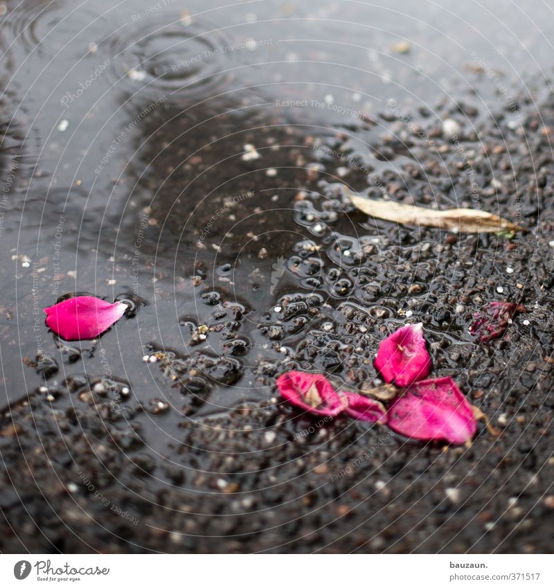 ut köln | ehrenfeld II | verblüht. Gartenarbeit Umwelt Natur Erde schlechtes Wetter Regen Rose Blüte Park Straße Wege & Pfade Blühend liegen grau rosa