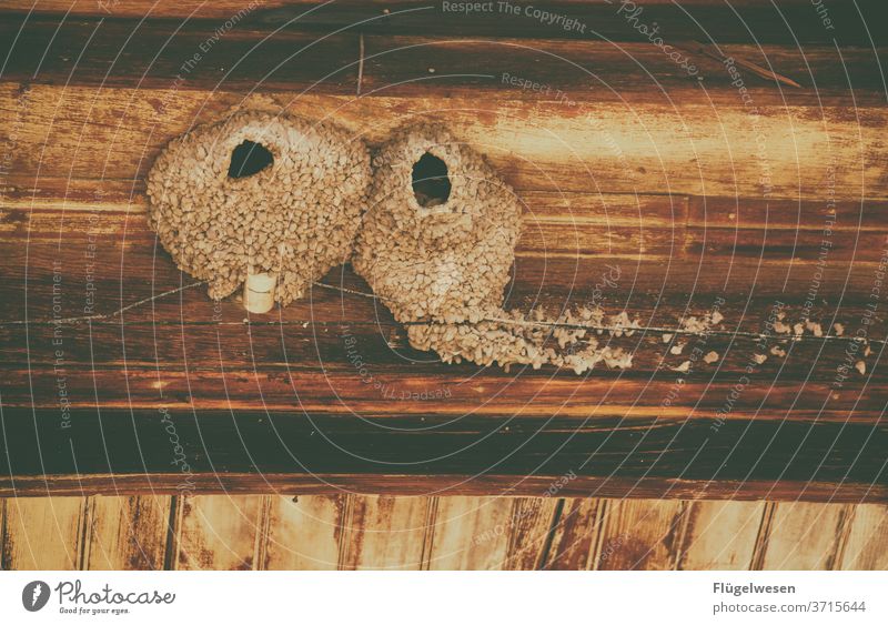 Schwalben Schwalbenschwanz Nest Vogelperspektive