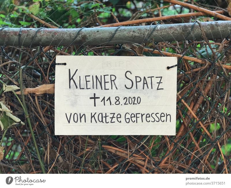 Schild: Kleiner Spatz von Katze gefressen. Gesehen in Berlin. Foto: Alexander Hauk Vogel Tiere Natur Zaun Gebüsch tageslicht außenaufnahme berlin Menschenleer