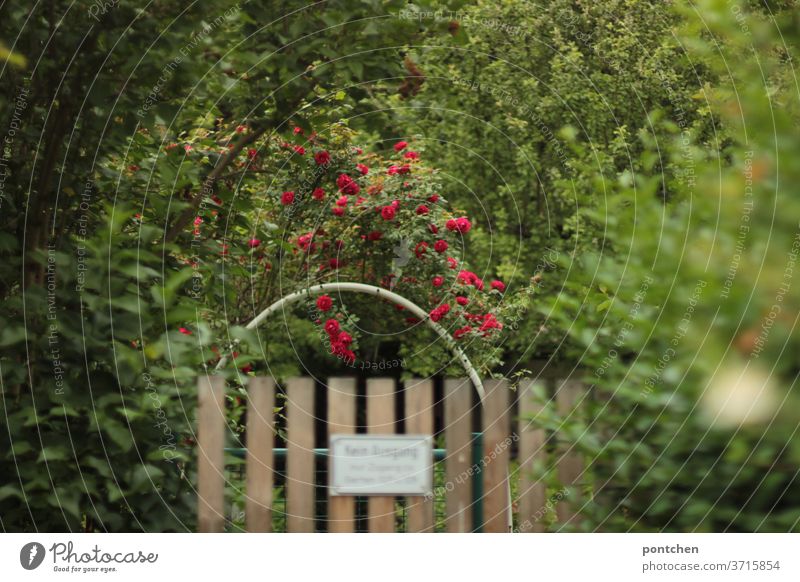 Ein Gartentor von einem Schrebergarten mit einem Schild Zugang verboten. Rosen, Rundbogen, Wildwuchs, Bepflanzung gartentor rundbogen rosen natur grün bäume