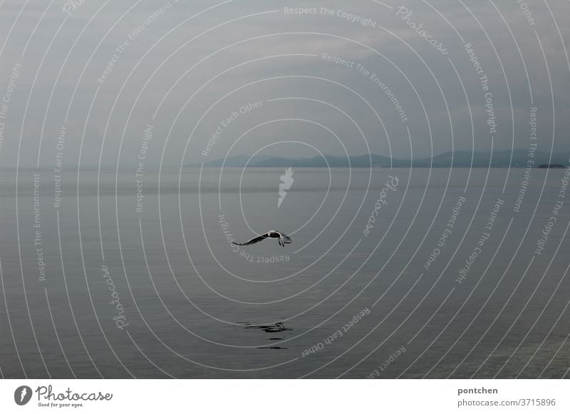 Eine Möwe fliegt bei diesigem Wetter  übers Meer. meer fliegen freiheit natur tier Vogel Flügel Luft Wasser