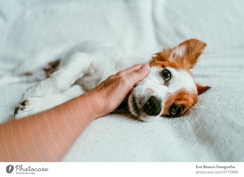 Frauenhand, die einen süßen, entspannten Jack-Russell-Hund berührt, der auf dem Sofa liegt, sich ausruht und entspannt. Haustiere im Haus Bett heimwärts