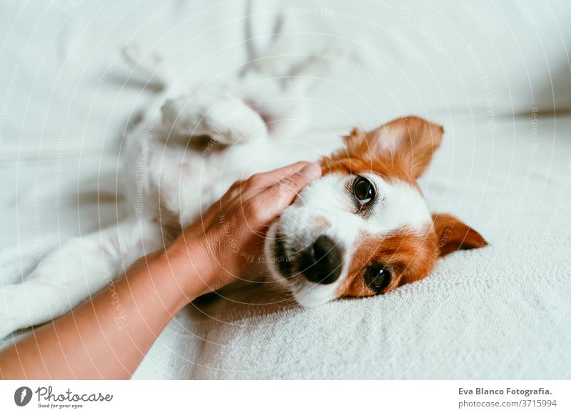 Frauenhand, die einen süßen, entspannten Jack-Russell-Hund berührt, der auf dem Sofa liegt, sich ausruht und entspannt. Haustiere im Haus Bett heimwärts