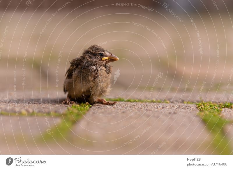 Baby Spatz Sperling klein Vogel Jungvogel Tier Außenaufnahme Farbfoto Tag 1 Menschenleer braun Tierporträt Natur Wildtier Schwache Tiefenschärfe grau Umwelt