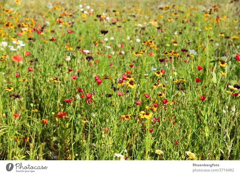 Bunt gemischte Sommerblumen-Wiese wiese Blumenwiese rot gelb weiß mischung sorte samen sähen juli august blüten blühen insekten nektar pflanzen garten rasen