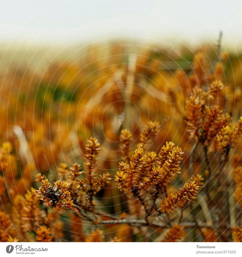 Pflanze | Biozahnbürste, vulg. Umwelt Natur Landschaft Sträucher Dänemark Wachstum einfach natürlich braun Farbfoto Gedeckte Farben Außenaufnahme Menschenleer