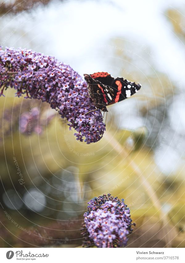 OLYMPUS-DIGITALKAMERA Makro Schmetterling Natur Bokeh Sommer Leben Farben weich schön Blumen