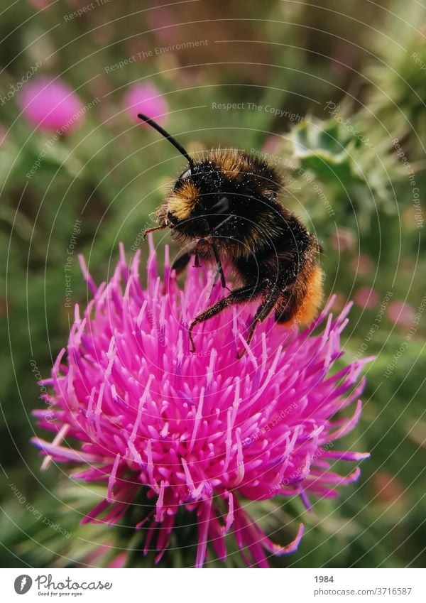 Dicke Hummel Pollen Bunt Natur Pflanze Blume Sommer Nektar Tier fliegen Außenaufnahme Farbfoto Garten