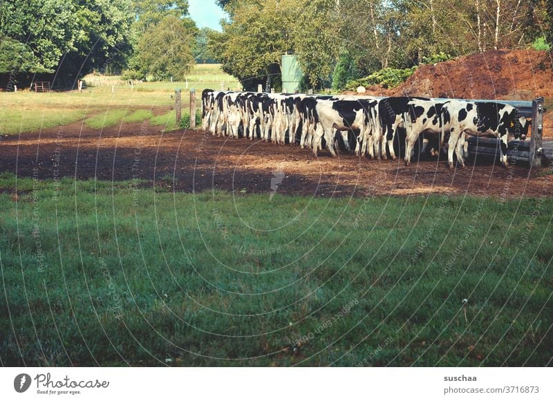 kühe auf der weide beim fressen Kühe Weide gefüttert werden Tierhaltung Natur Landwirtschaft Bauernhof Nutztier Wiese Gras Fressen Kuh Rinder Herde Umwelt