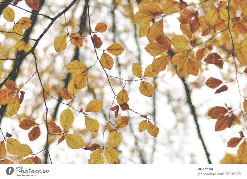 herbstliche blätter Herbst Jahreszeit Melancholie Äste Blätter Laub Herbstlaub Natur Baum Herbstfärbung Zweige u. Äste Herbstbeginn Vergänglichkeit Veränderung