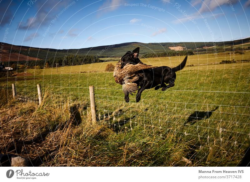 Jagdhund holt einen Vogel in Schottland Hund Jäger holen abrufen springend Tierwelt Blauer Himmel Berge reisen Lifestyle