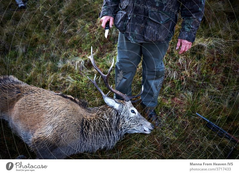 Jäger, der sich darauf vorbereitet, Rehe zu häuten, nachdem er sie in den schottischen Highlands erlegt hat. Jagd Hirsche Säugetier Natur Messer Häuten Horn