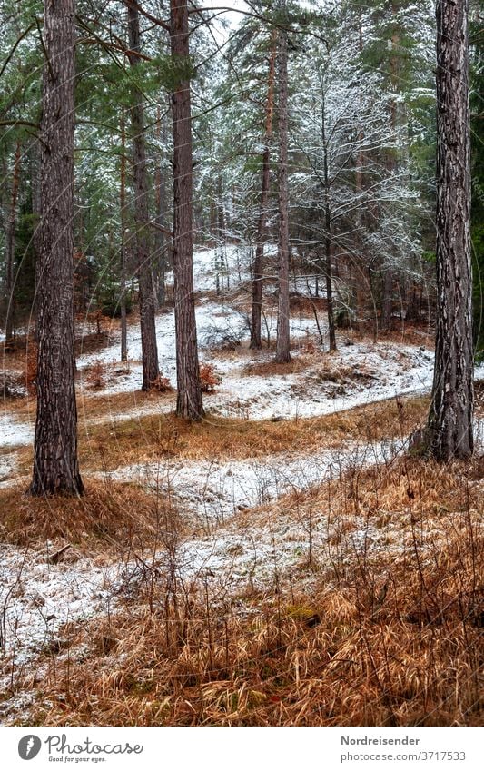 Der erste Schnee im Wald Kontrast Licht Menschenleer Außenaufnahme Farbfoto Nadelwald Fichte Winterstimmung Winterwald Wintertag Einsamkeit Erholung Baum Frost