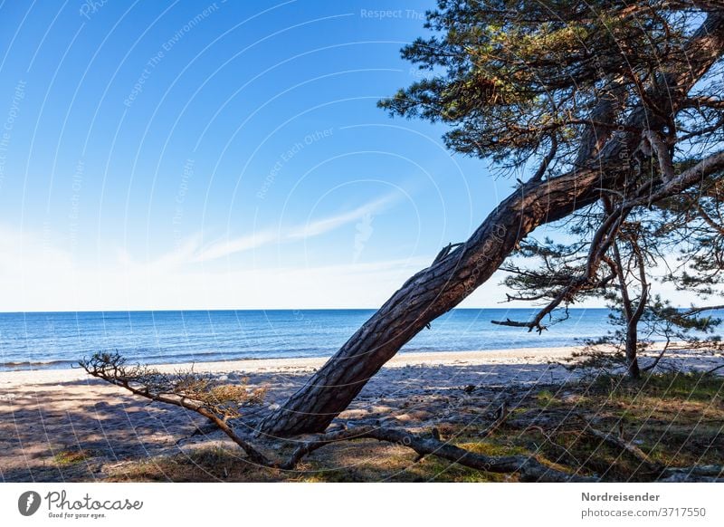 Strand der Ostsee auf Öland in Schweden Weitwinkel Panorama (Aussicht) Sonnenlicht Textfreiraum oben Menschenleer Außenaufnahme Entschleunigung Farbfoto Ferne