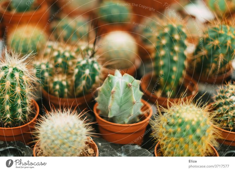 Verschiedene Kakteen Kaktus Gartencenter Pflanzen stachelig Botanik verschiedene diverse Blumentöpfe klein züchten Geschäft