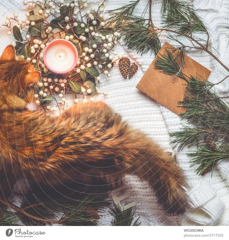 Katze auf weißer Decke mit Weihnachtsdekoration: Winterkranz, brennende Kerze, Weichholz, Tannenzapfen, Bastelpapier. Festliches Winterkonzept. Ansicht von oben