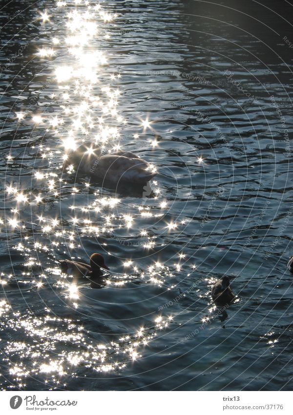 schwäne im glitzernden sonnenlicht2 Schwan glänzend Sonnenlicht Tier schön Wasser ruhig Ente