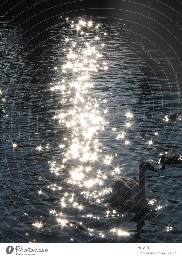 Schwäne im glitzernden Sonnenlicht1 Schwan glänzend Tier schön Wasser ruhig Ente