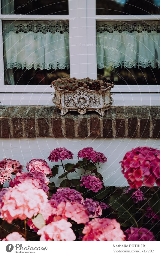 Pflanzgefäß für Fensterbordüren mit Gardinen und Hortensien Blumentopf Borte Haus Pflanzer Sommer Lebensstile altmodisch altehrwürdig retro rosa