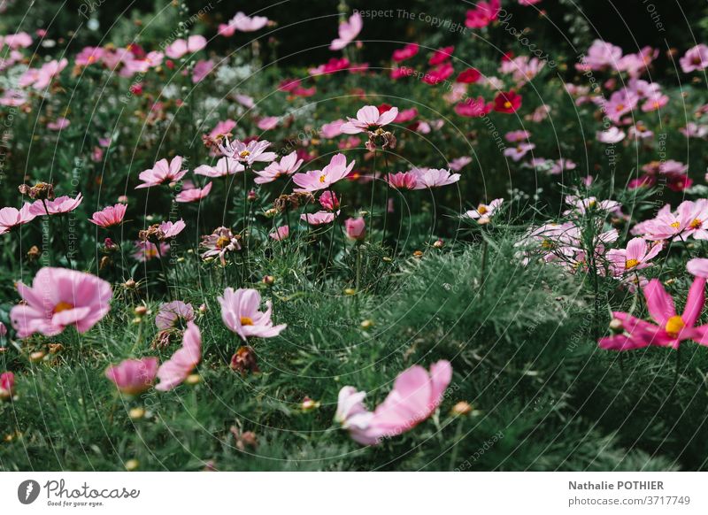 Blumenbeet rosa Kosmos im Garten in Sumer Schmuckkörbchen lebhaft bunt purpur ruhig violett Blütezeit Sommerzeit Ton viele Bett Blühend Frühling Beet
