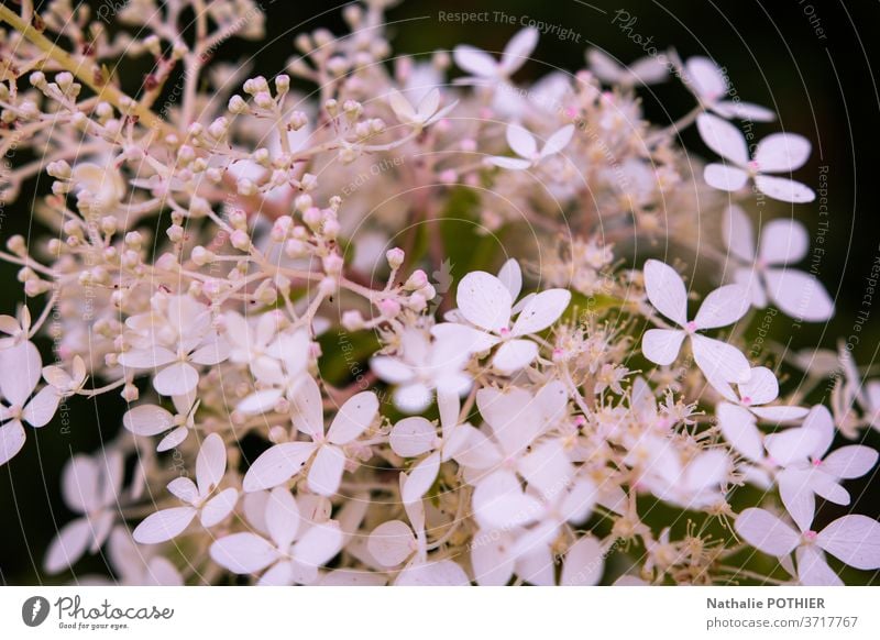 Hübsche weiße Blumen in Nahaufnahme im Garten hübsch Unschärfe Schatten Blütenblatt Blütenblätter Bokeh Blätter Frühling Hintergründe Einfachheit Reinheit