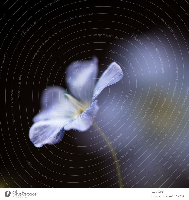 filigrane Leinblüte Blüte Natur Nutzpflanze Pflanze hellblau schwarzer Hintergrund Nahaufnahme schön Blume Textfreiraum oben Duft ästhetisch Hintergrund neutral