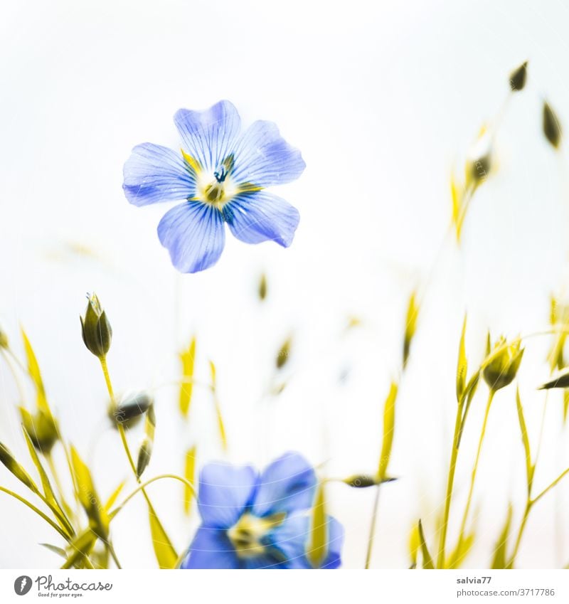 hellblau zarte Leinblüten Blüten Blumen grün Blühend weiß Nahaufnahme Natur Pflanze Sommer Menschenleer Nutzpflanze Flachs Hintergrund neutral