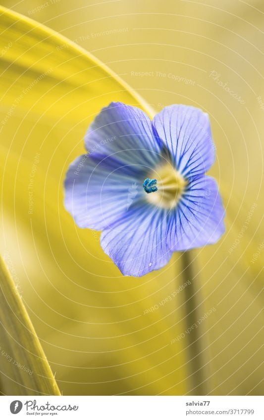zartes Blau einer Leinblüte Blüte Flachsblüte Natur Blume Pflanze blau Schwache Tiefenschärfe Nutzpflanze filigran Blühend Sommer Farbfoto Duft ästhetisch