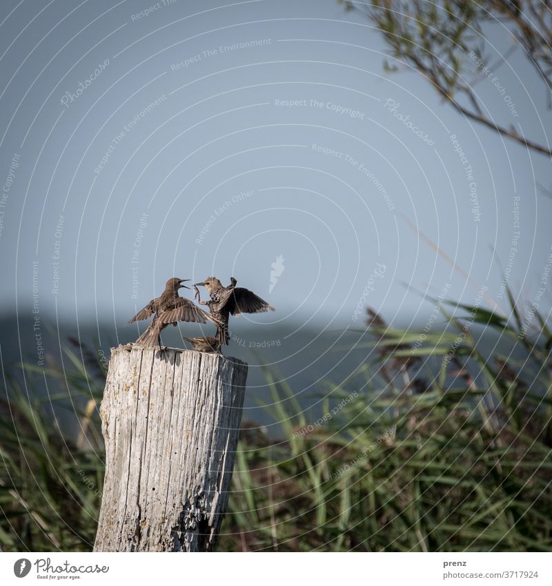 Stare Vogel Bodden Farbfoto Menschenleer Natur Umwelt Wildtier zwei lustig Kommunikation flattern
