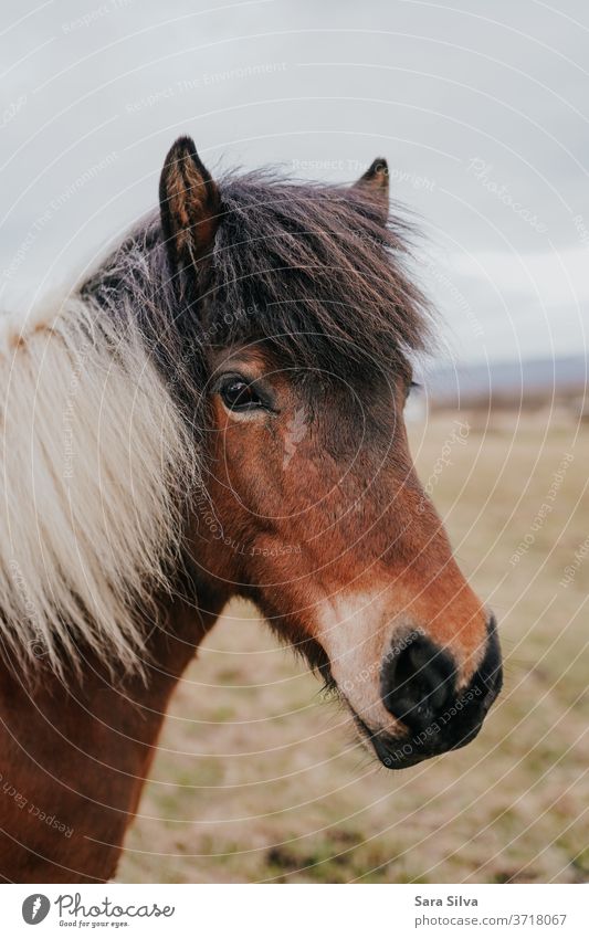 Islandpferd Pferd Tierporträt Tiergesicht