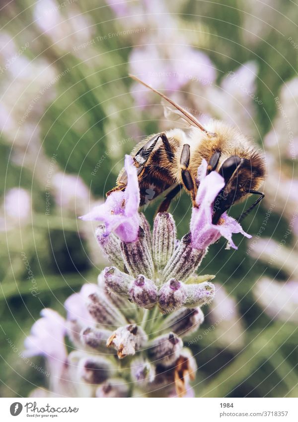 Biene sammelt Nektar Lavendel Natur Insekt Flügel Makroaufnahme Sommer Außenaufnahme Nahaufnahme Tier Garten