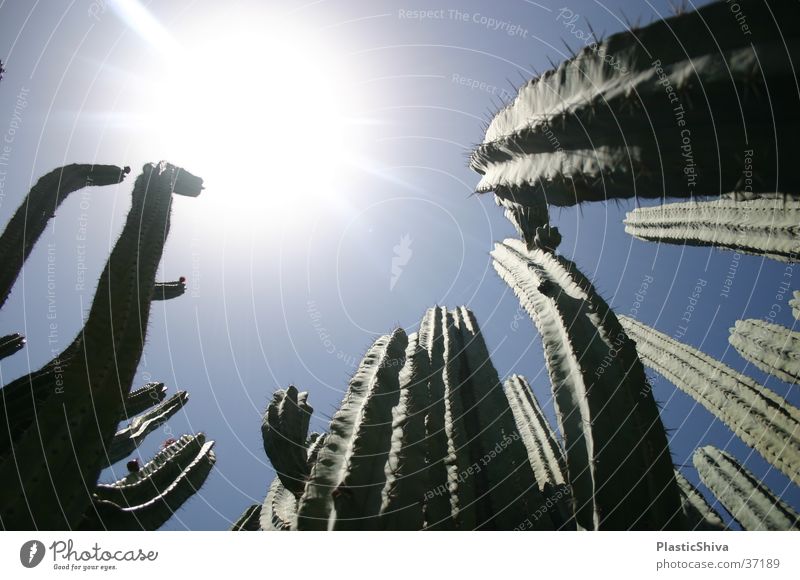 thirsty Blauer Himmel Ferien & Urlaub & Reisen träumen Süden durstig Physik Afrika cactus cacteen cacti sun Sonne blue skies sky blaue luft contrast Kontrast
