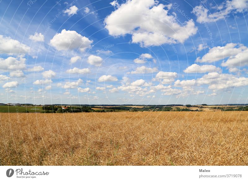 Die goldenen Ähren des auf dem Feld wachsenden Weizens Rücken normal Hintergrund blau Pflege Land Landschaft Umwelt Freiheit frisch Air Wachstum Natur Leben