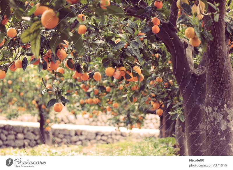 Mediterrane Gartenfrüchte I Umwelt Wärme Orange Plantage Gartenbau Baumstamm Frucht Obstbaum Reifen reif altehrwürdig Retro-Farben Mallorca Warme Farbe Süden